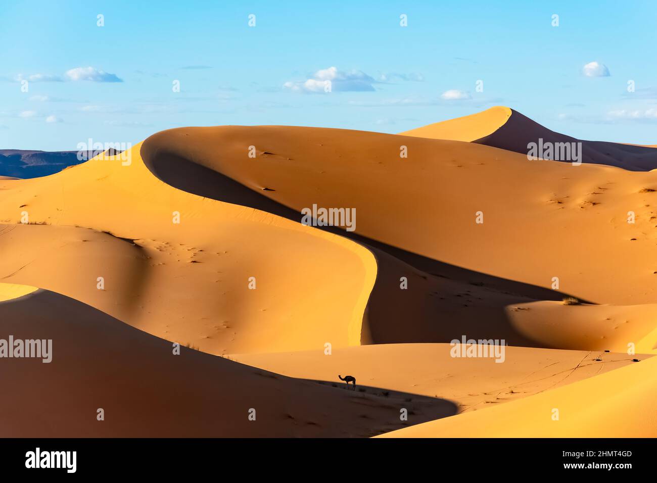 Cammello dromedario nel mezzo di un vasto deserto del Sahara. Dune di sabbia color oro in una giornata di sole con ombre contrastanti e un cielo blu nuvoloso. Foto Stock