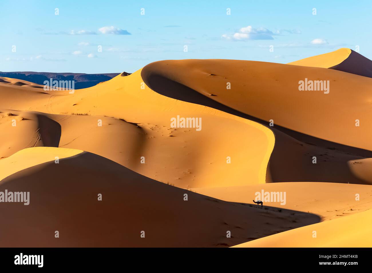 Cammello dromedario nel mezzo di un vasto deserto del Sahara. Dune di sabbia color oro in una giornata di sole con ombre contrastanti e un cielo blu nuvoloso. Foto Stock