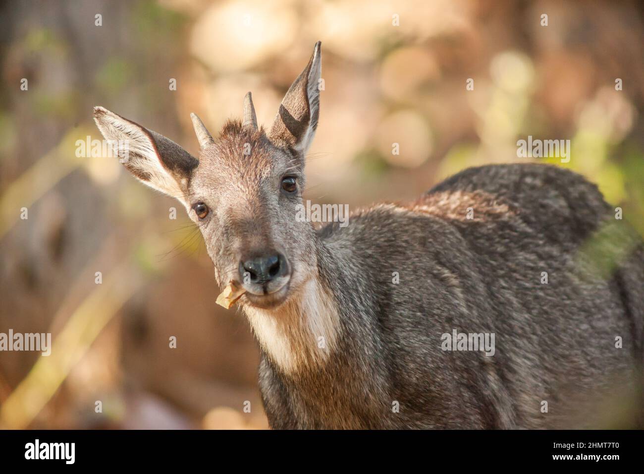 Goral (Naemorthedus griseus) che alimenta e guarda la macchina fotografica. Doi Mon Chong Wildlife Sanctuary, Chiang mai, Thailandia. Foto Stock
