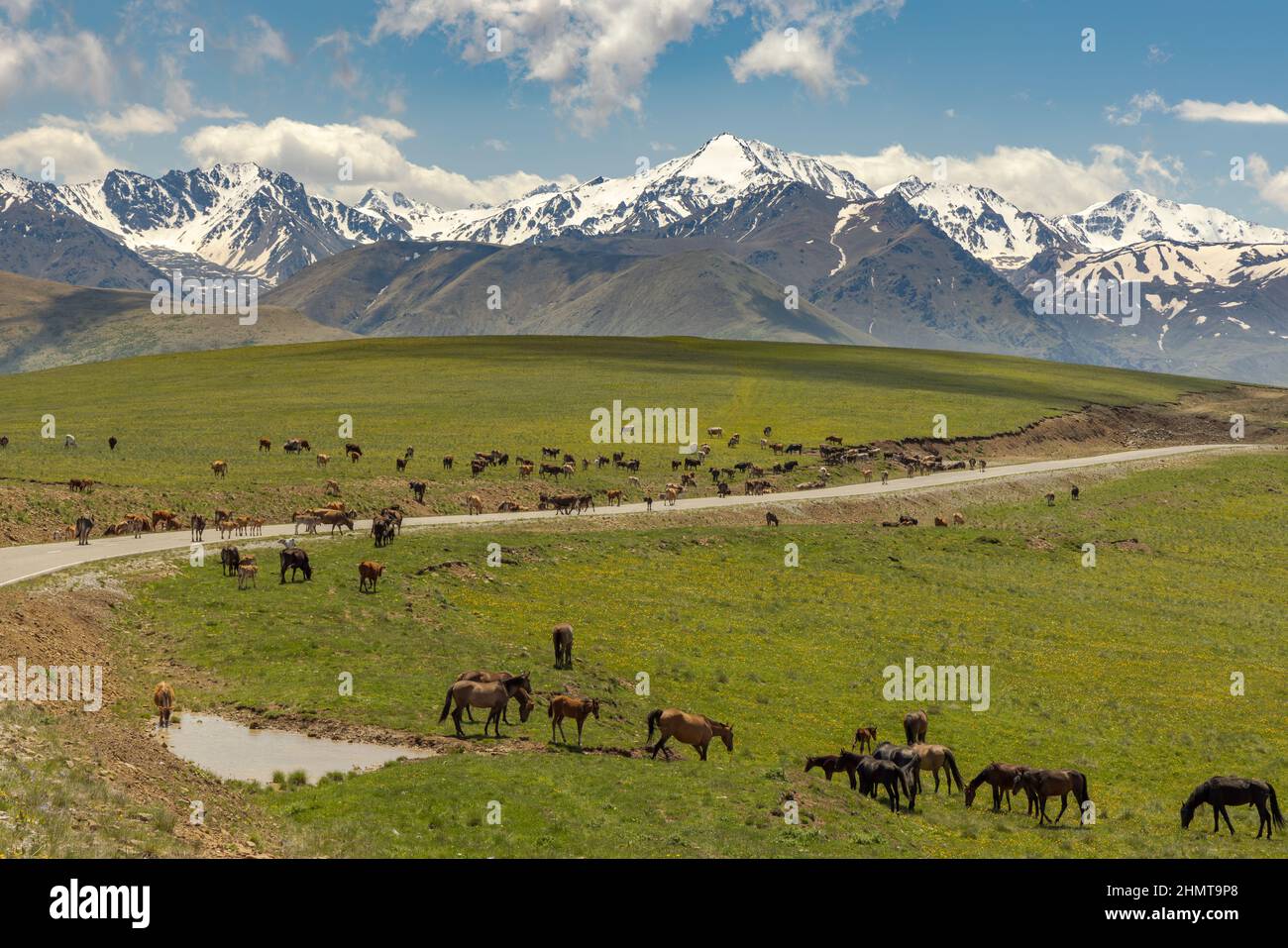 Animali, cavalli e mucche pascolano nei prati della regione di Elbrus, escono sulla strada, interferendo con il movimento delle automobili. Bellissimo paesaggio di Foto Stock