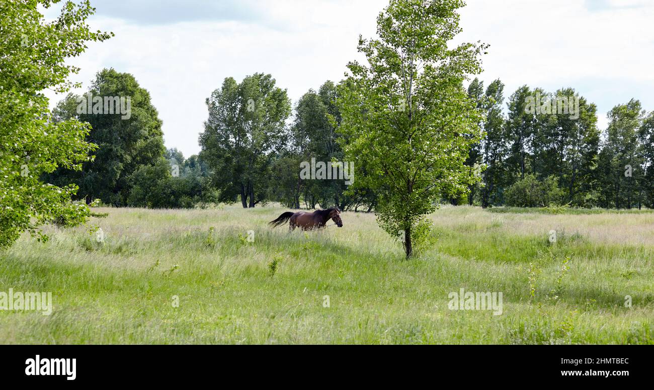 Cavallo della baia sul prato. Bel cavallo pascolo in campagna Foto Stock