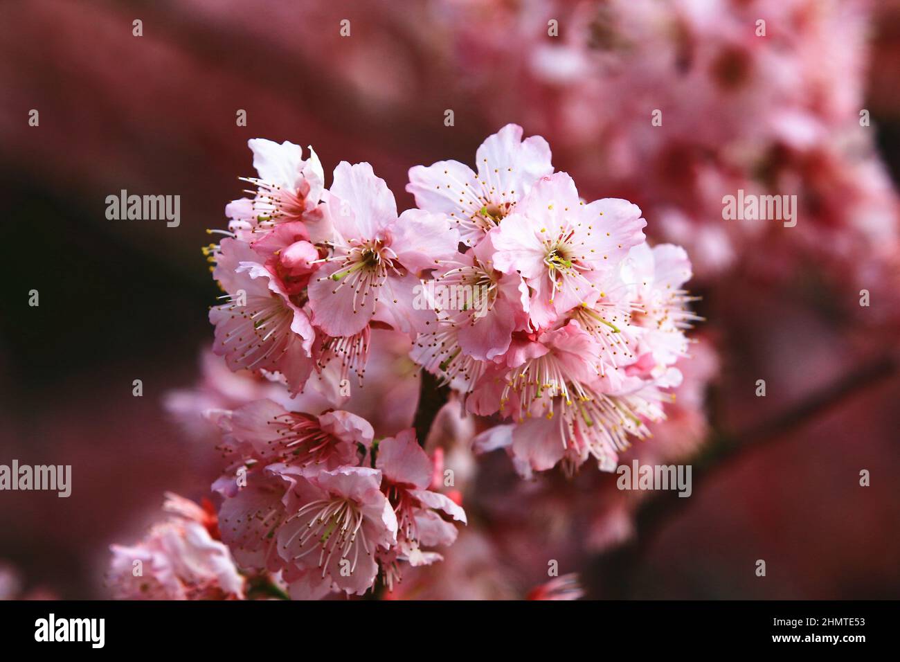 Vista incredibile dei fiori di fiori di ciliegia in fiore, primo piano di rosa con fiori di ciliegia bianca in fiore nel giardino in primavera Foto Stock