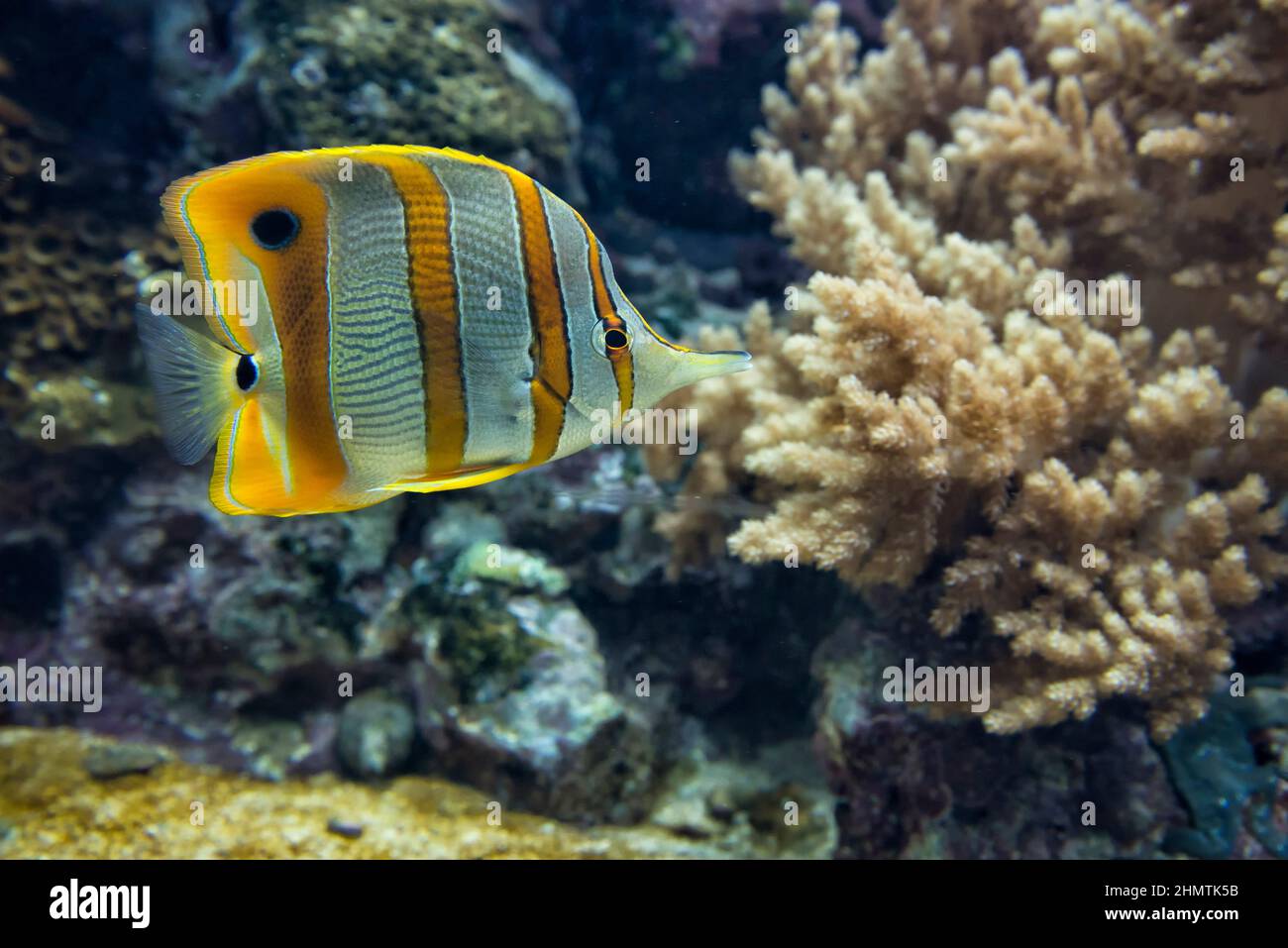 Copperband butterflyfish o fatturati pesci corallo (Chelmon rostratus) Foto Stock