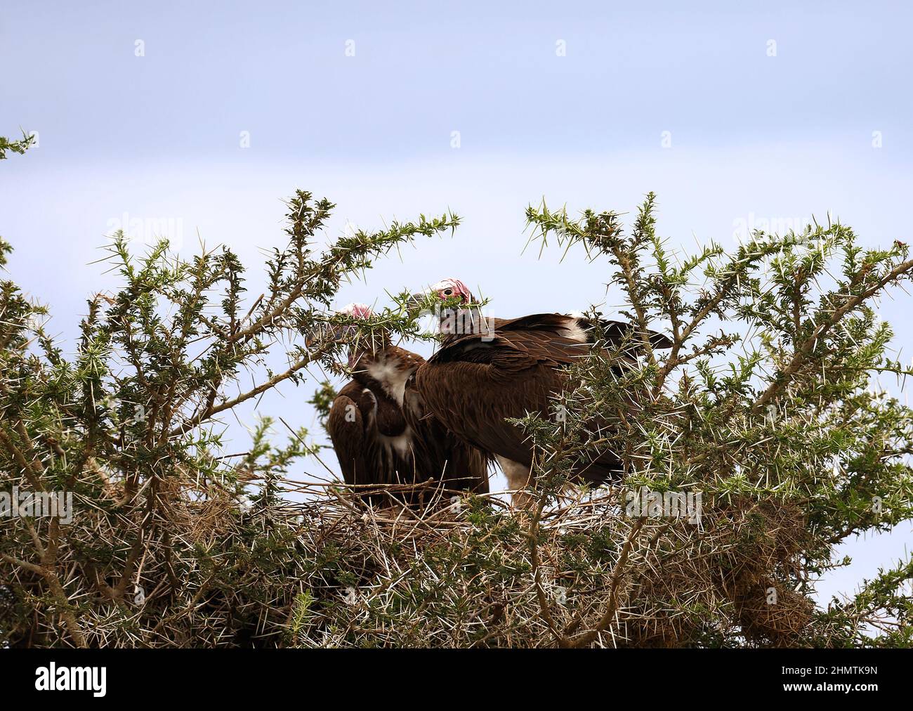 2 avvoltoi di Lappet-faccia, nido, albero spinoso, uccelli di preda, coppia, Fauna selvatica, animale, Torgos tracheliotos, Parco Nazionale del Serengeti, Tanzania, Africa Foto Stock