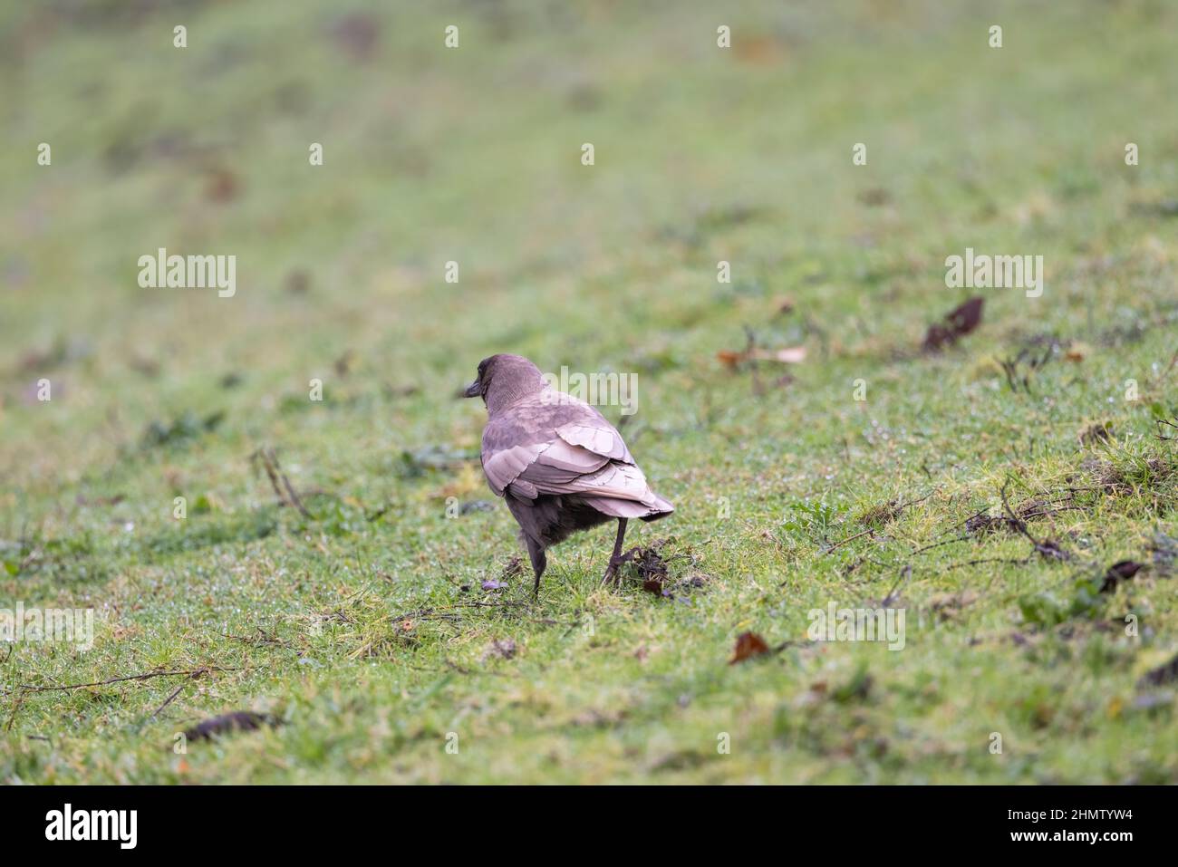 Un corvo americano leucistico in piedi sul terreno in cerca di cibo. Foto Stock