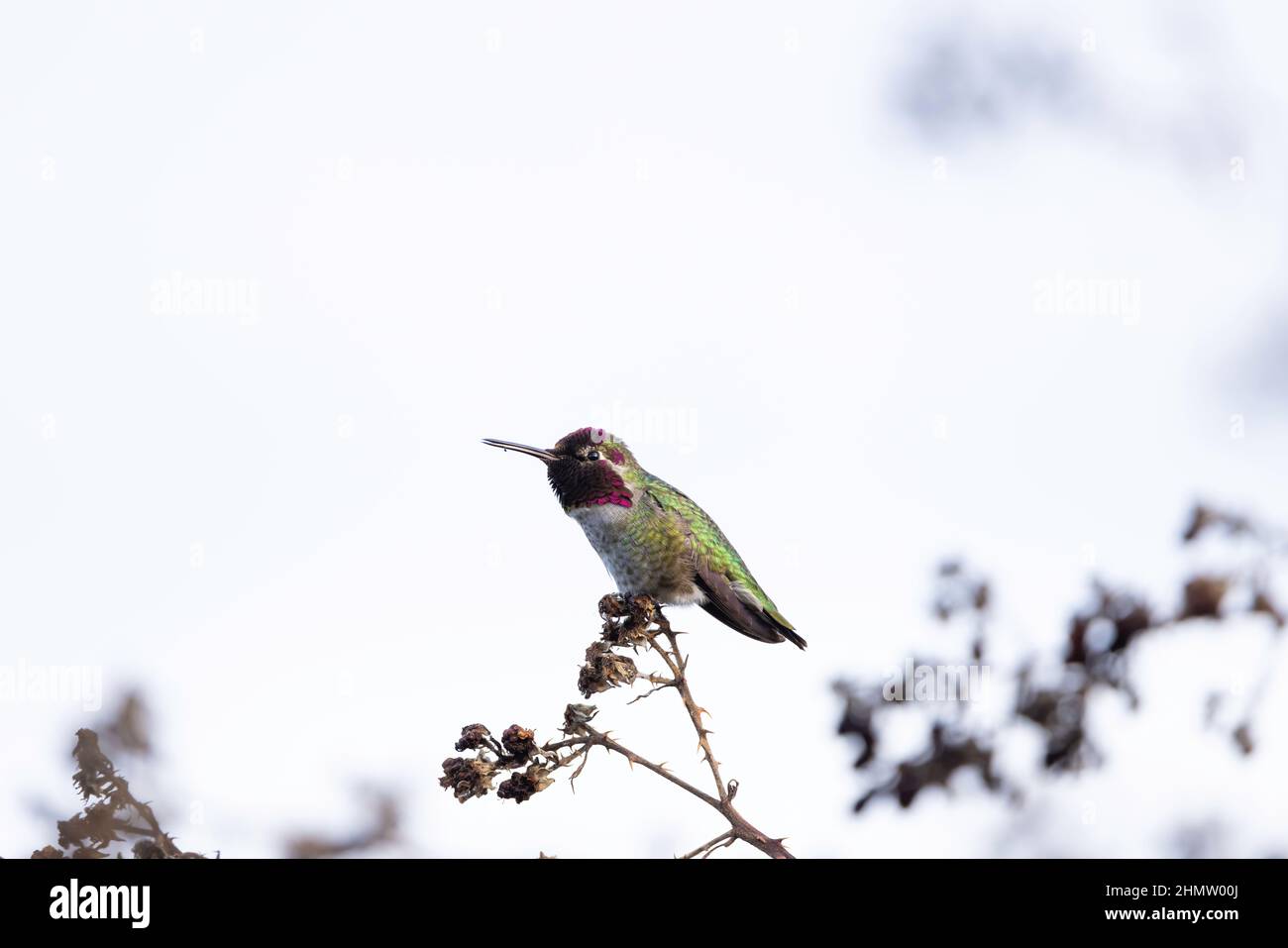 Un colibrì di Anna arroccato su un ramo di Seattle, Washington. Foto Stock
