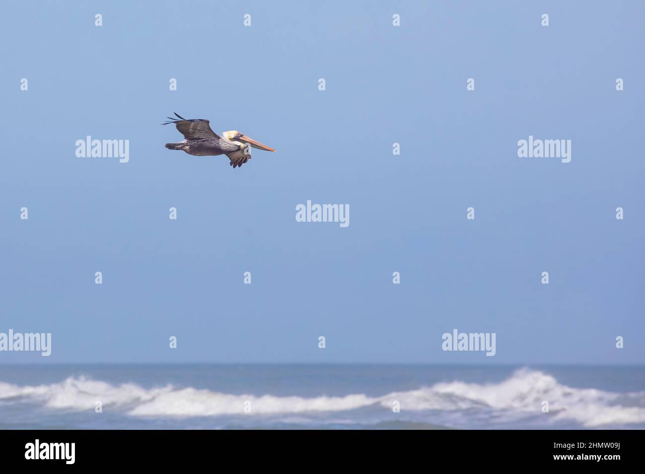 Un pellicano marrone in volo a Summerhaven, Florida. Foto Stock