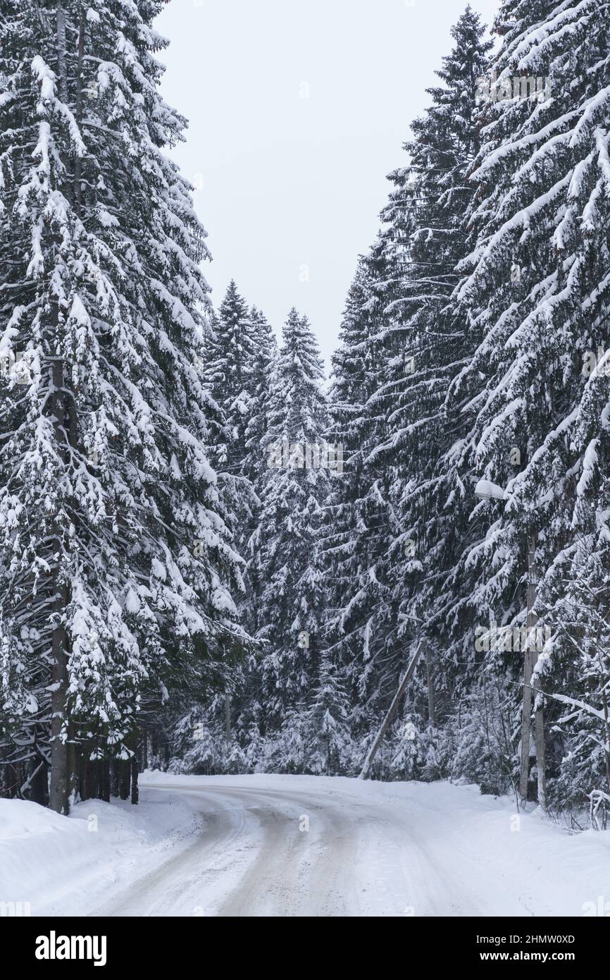 Strada forestale invernale con alberi di conifere secolari ricoperti di neve lungo il percorso in Norvegia Foto Stock