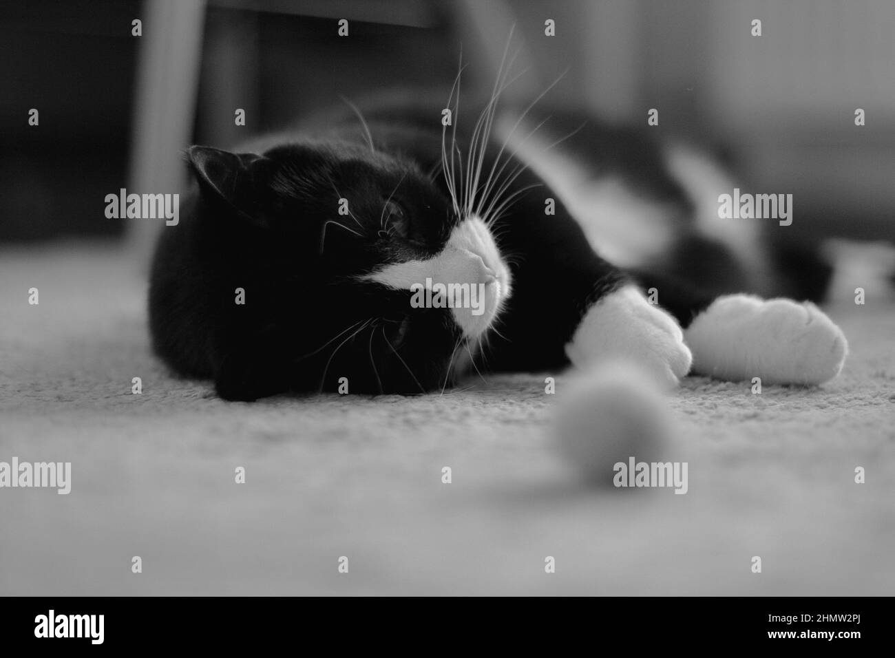 il gatto nero carino con un collo bianco si trova sulla schiena su un tappeto accanto a una palla giocattolo Foto Stock