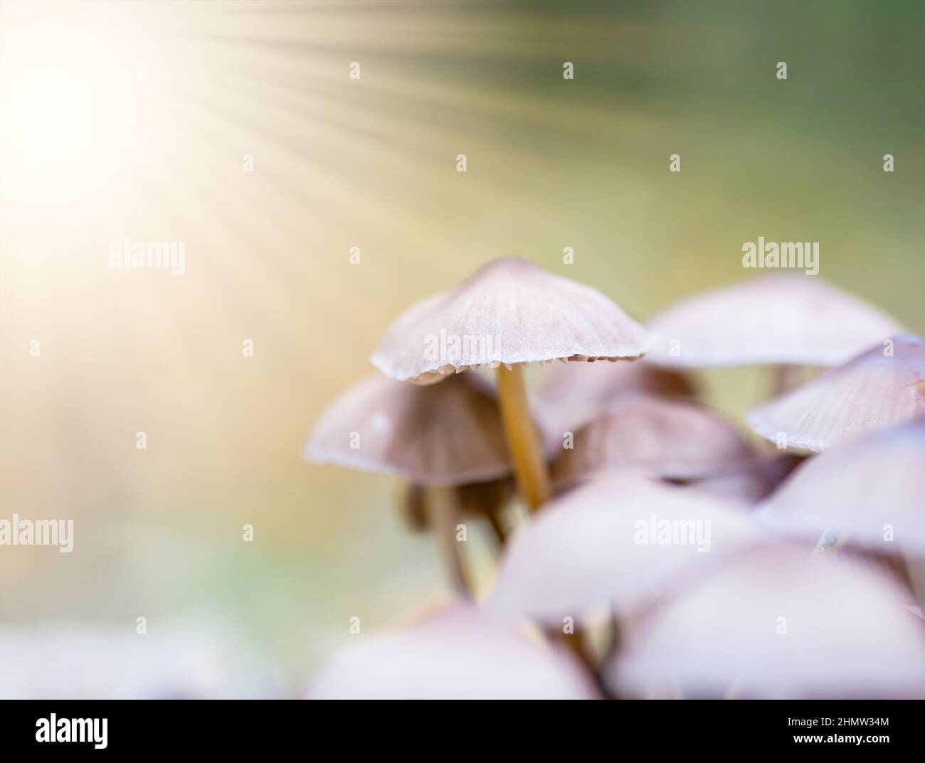 Mazzo di funghi selvatici nella foresta. Foto Stock