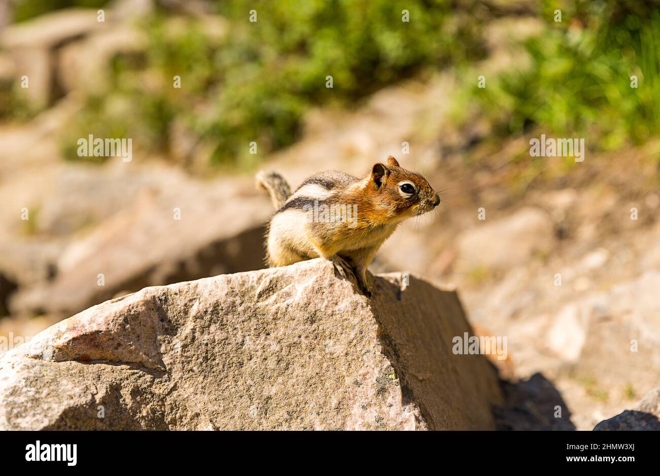 Terra dorata scoiattolo su una roccia Foto Stock