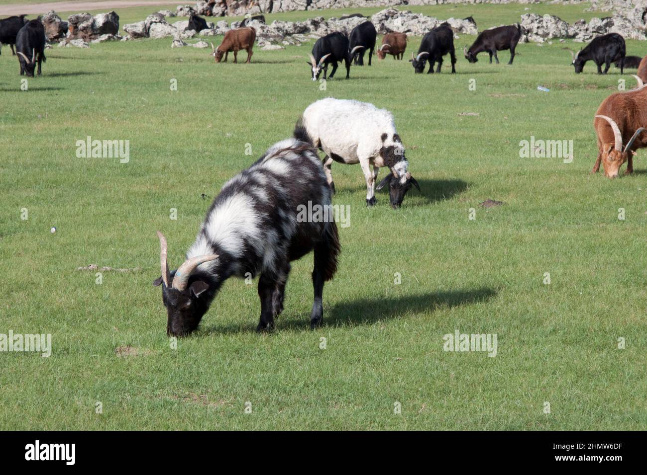 Mandria di capre che mangiano erba in una zona rurale in Mongolia. Nessuna gente. La capra più vicina ha corna lunghe e lana lunga nera e bianca. Foto Stock
