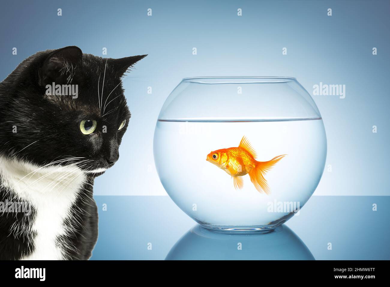 gatto e pesce d'oro Foto Stock
