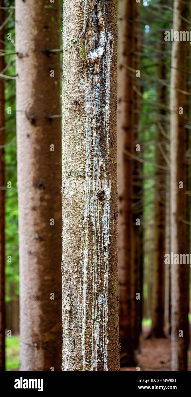 La resina bianca dell'albero fuoriesce dal tronco di un conifera, in Austria Foto Stock