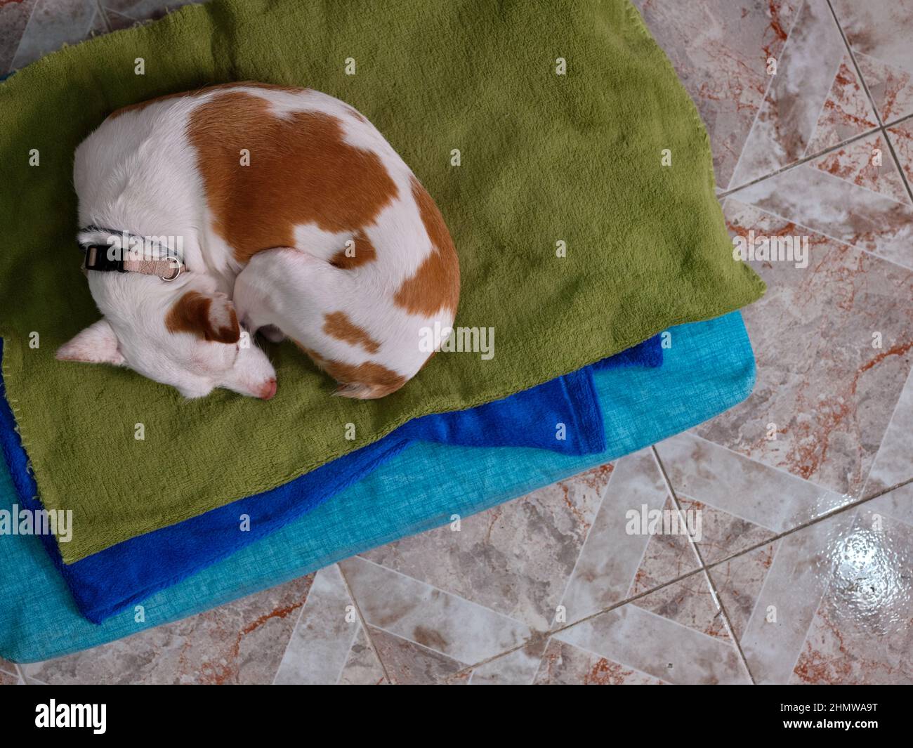Un cane mongrel che dorme sul suo letto sul pavimento accanto al suo proprietario che sta lavorando. Foto Stock