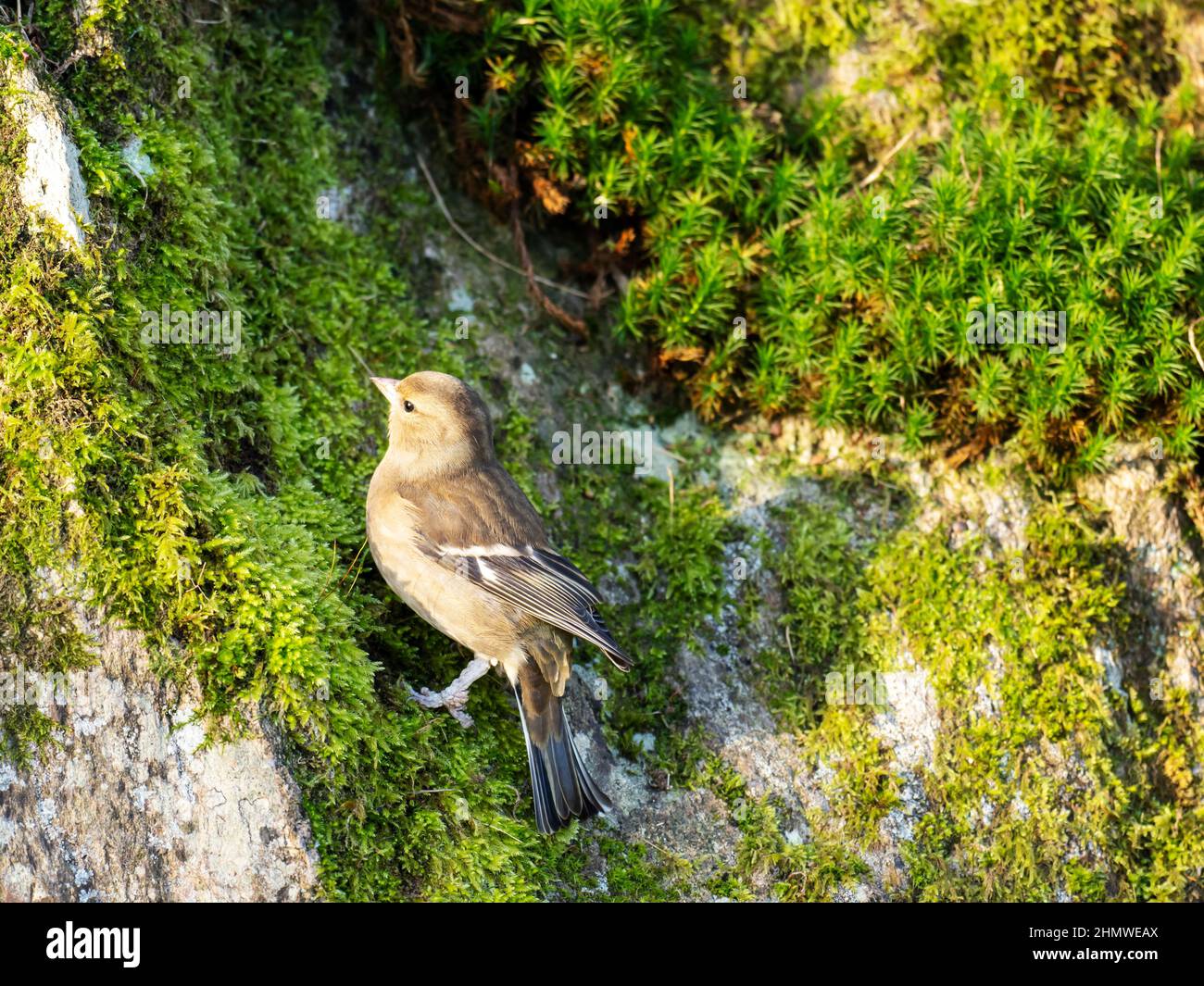 Una femmina Chaffinch foraging ad Ambleside, Lake District, UK. Foto Stock