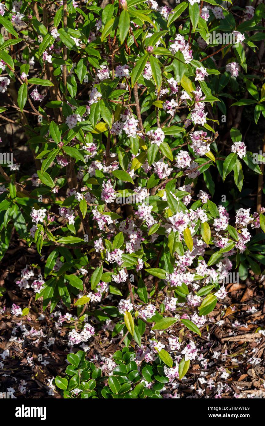 Daphne bholua 'Jacqueline Postill' un arbusto sempreverde di piante fiorite in inverno e primavera con un fiore rosa primaverile, foto di scorta Foto Stock