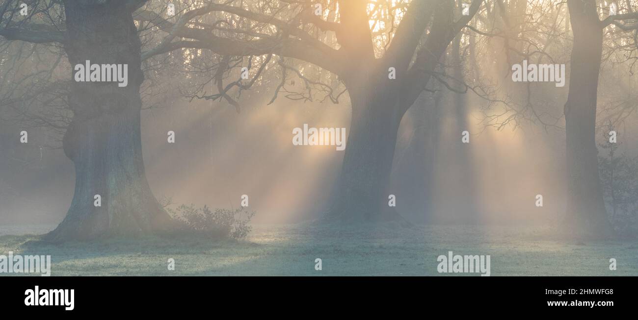 Raggi di luce del mattino presto nebbiosa su Southampton Common Foto Stock