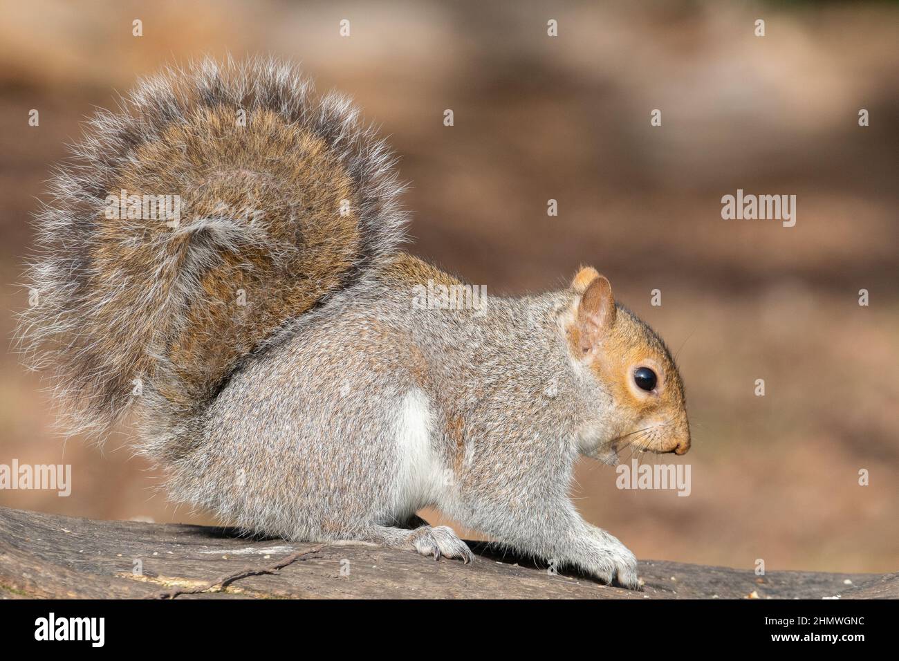 Scoiattolo sul Southampton Common Foto Stock