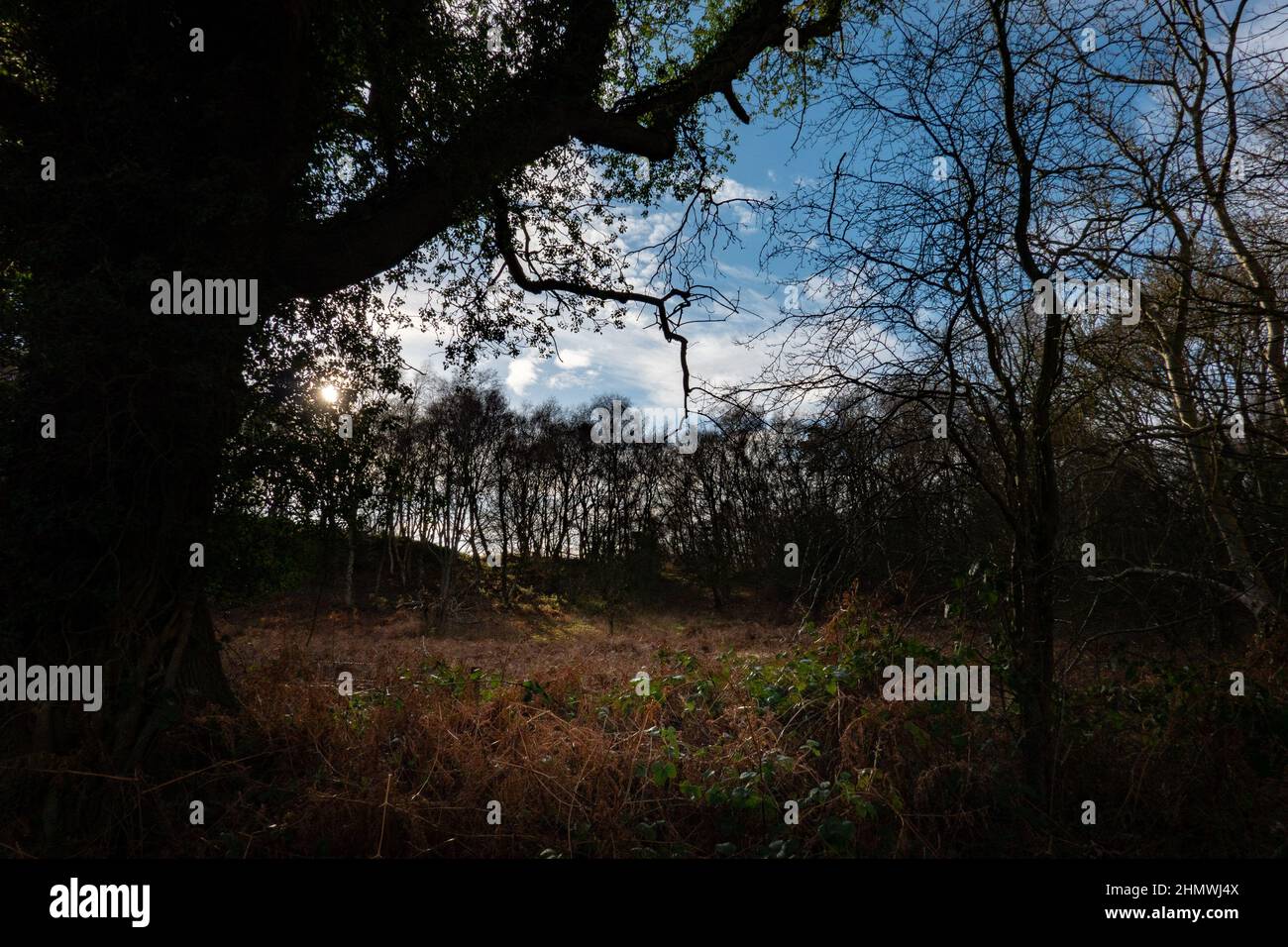 Kelling Heath North Norfolk Foto Stock