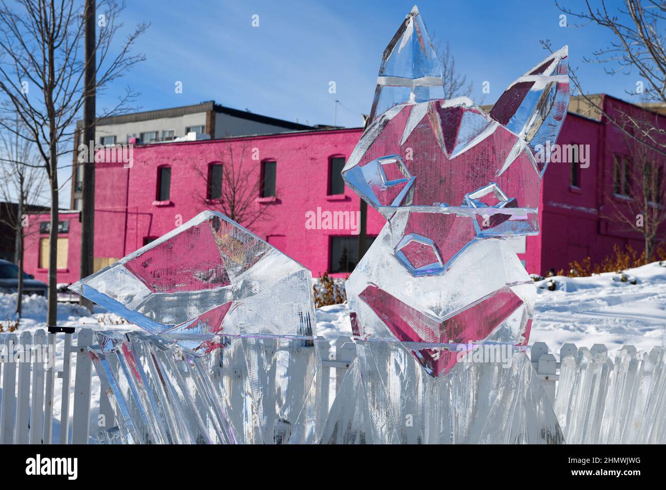 Scultura di ghiaccio di Fox a Hello Winter Barrie a Meridian Place nel centro di Barrie per Winterfest 2022 con edificio rosa Foto Stock