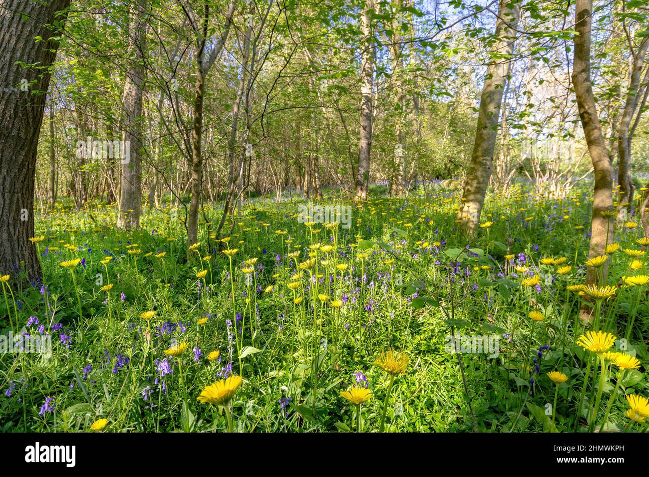 Bois et fleurs des bois au printemps dans la baie de Somme. Jacynthes sauvage, Arnica, ail des our. Foto Stock