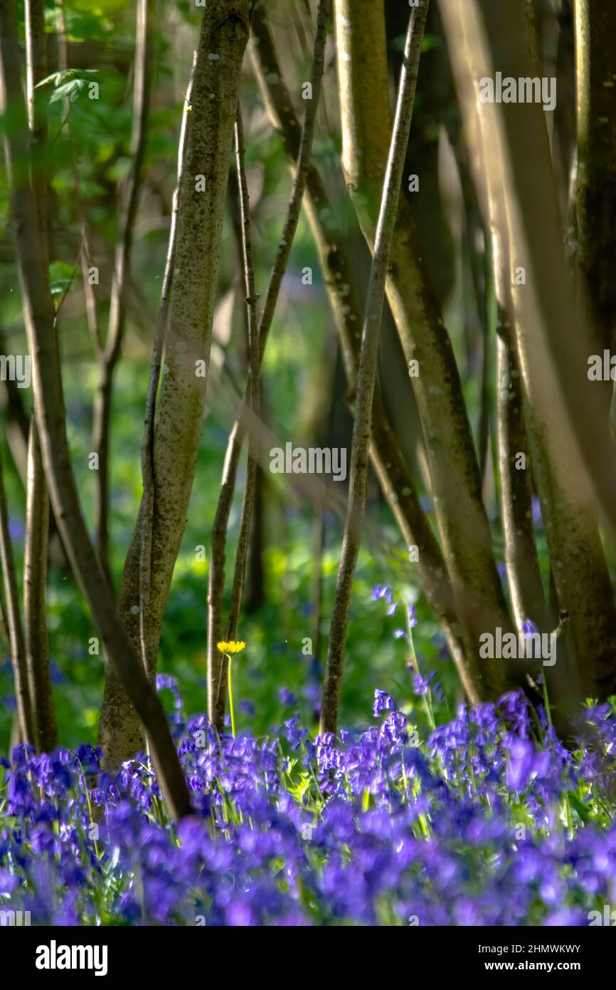 Bois et fleurs des bois au printemps dans la baie de Somme. Jacynthes sauvage, Arnica, ail des our. Foto Stock