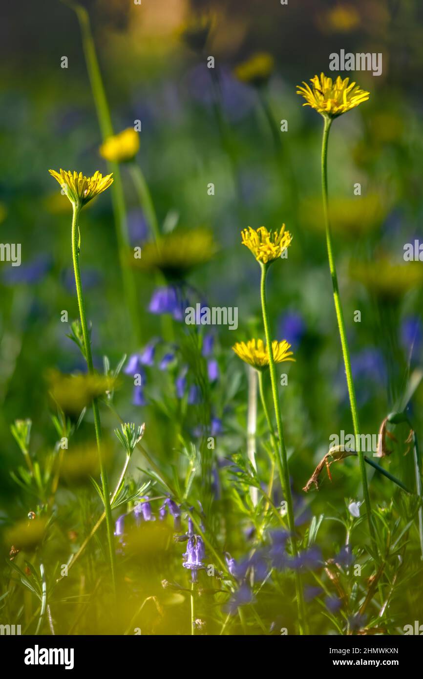 Bois et fleurs des bois au printemps dans la baie de Somme. Jacynthes sauvage, Arnica, ail des our. Foto Stock