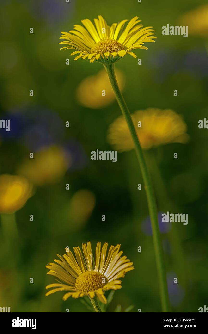 Bois et fleurs des bois au printemps dans la baie de Somme. Jacynthes sauvage, Arnica, ail des our. Foto Stock