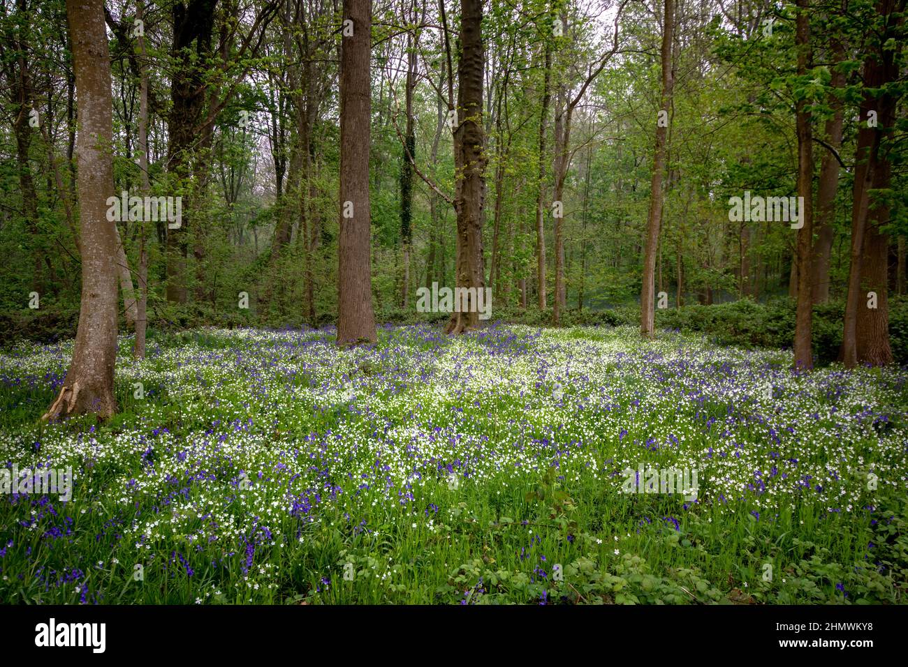 Bois et fleurs des bois au printemps dans la baie de Somme. Jacynthes sauvage, Arnica, ail des our. Foto Stock