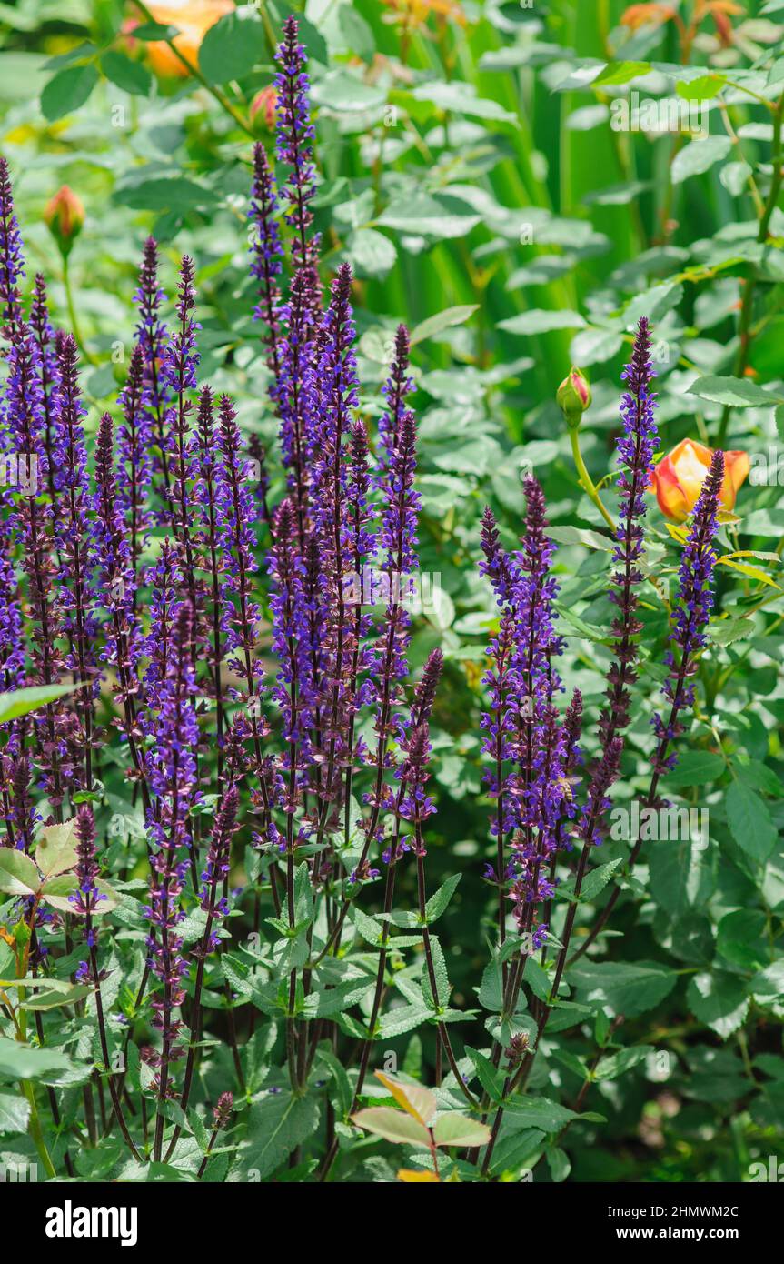 Caradonna in legno di salvia viola nel giardino del cortile, floricoltura. Giardino di erbe medicinali e fragranti. Foto Stock