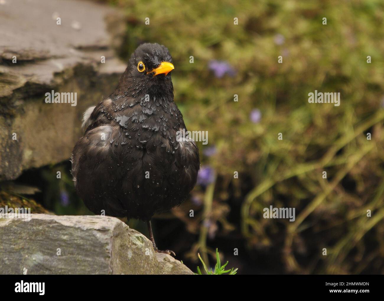 Comune Blackbird (Turdus merula) bagnare dopo aver appena fatto un bagno. Preso in un giardino posteriore, Kent, Regno Unito Foto Stock