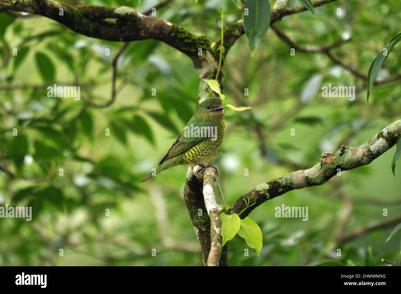 Verdastro giallo-Finca (Sicalis olivascens) arroccato su un ramo, vista laterale. Preso alle cascate di Iguazu, Argentina Foto Stock