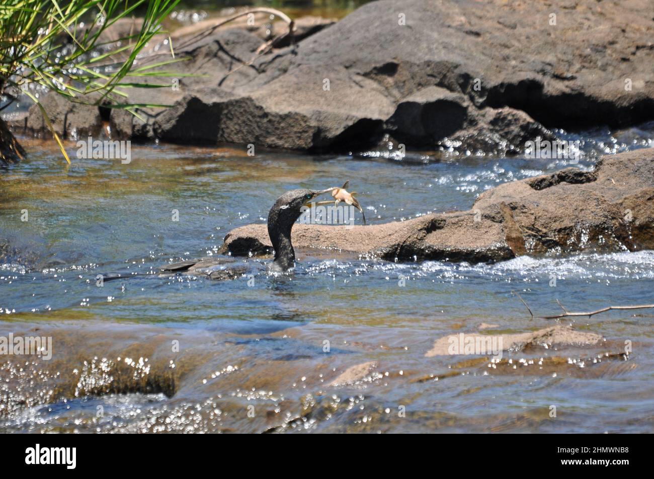 Cormorano neotropico o cormorano olivaceo (Nannopterum brasilianum) con pesci catturati in acqua corrente. Preso alle cascate di Iguazu, Argentina. Foto Stock