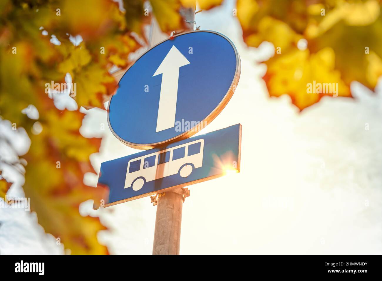 Segnale della fermata dell'autobus con freccia bianca e foglie di albero in città con il sole che brucia Foto Stock