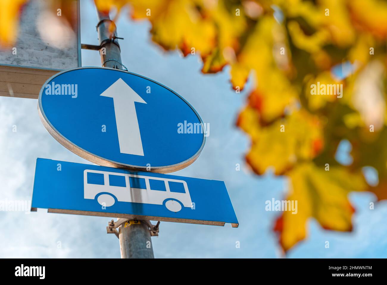 Segnale della fermata dell'autobus con freccia bianca e foglie d'albero in città Foto Stock