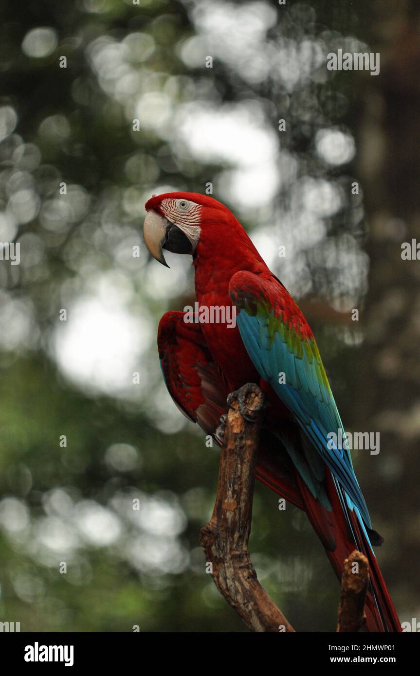 Macaw rosso-e-verde (Ara chloropterus) arroccato su un ramo, preso a Parque das Aves, Brasile Foto Stock