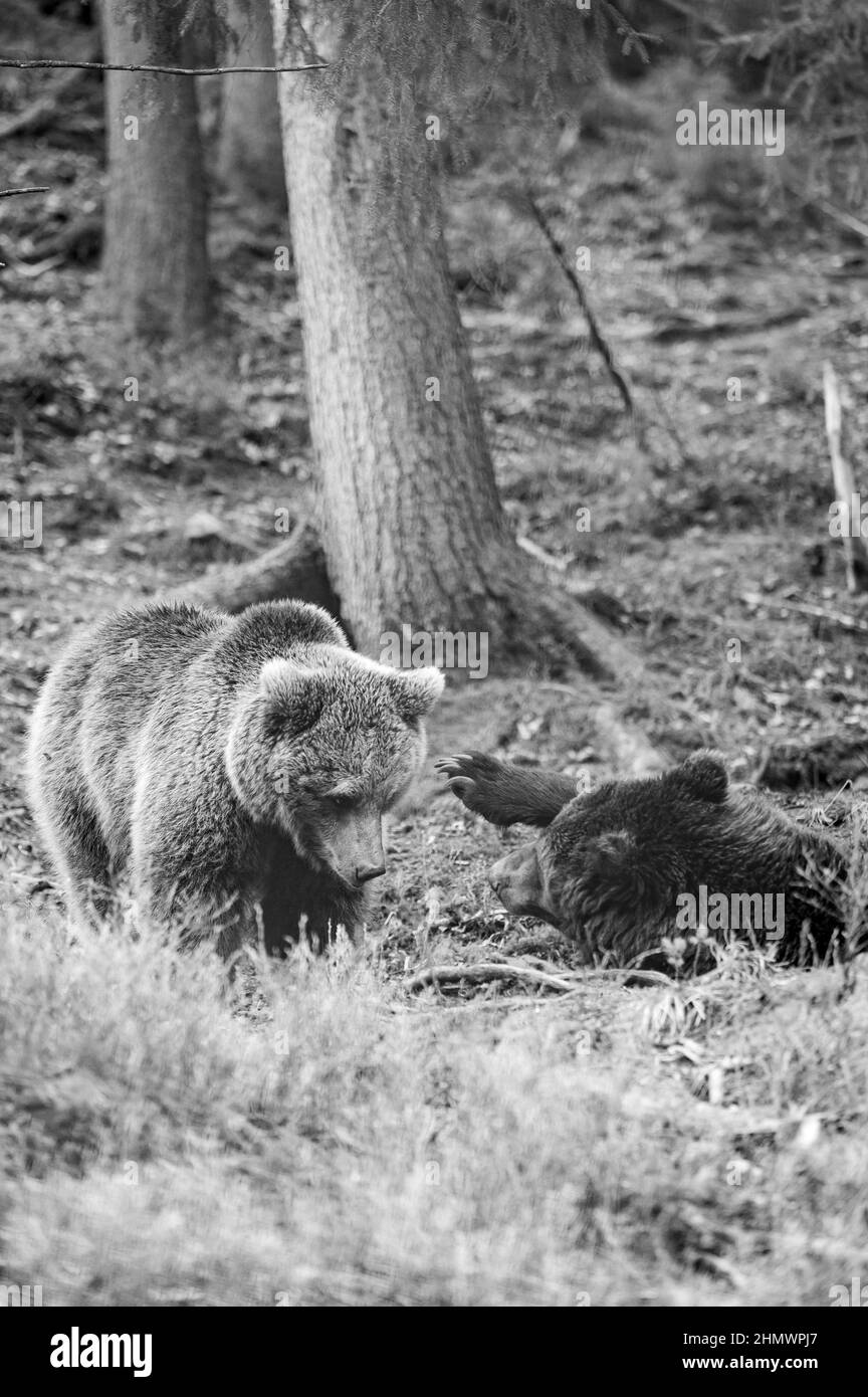 Orsi bruni del centro di riabilitazione in Ucraina, resto di due orsi, predatori in natura. Foto Stock