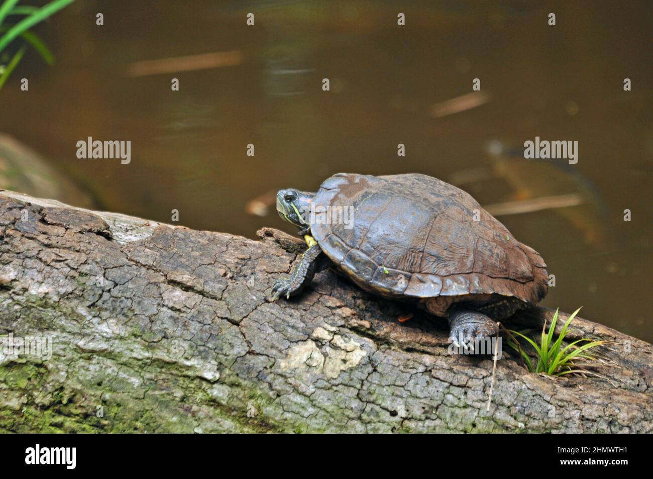 Slider rosso-earred o terrapin rosso-earred (Trachemys scripta elegans) sedette su un ceppo nella giungla palude. Preso alle cascate di Iguazu, Argentina Foto Stock