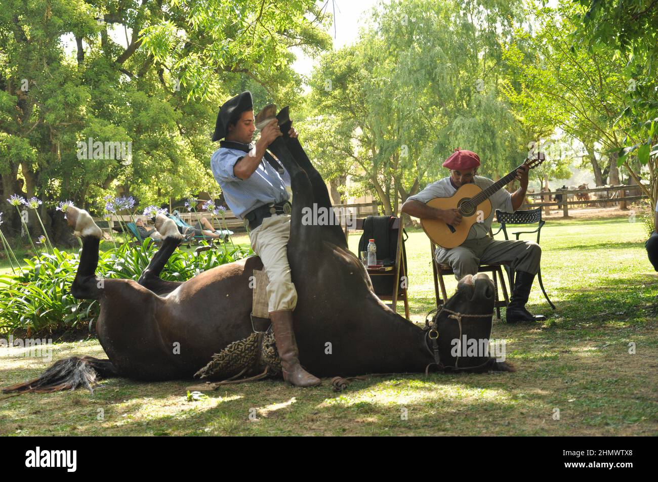 Gaucho tradizionale argentino che mostra le abilità dei cavalli in la Pampas in piedi su sdraiato giù cavallo che allunga le sue gambe Foto Stock