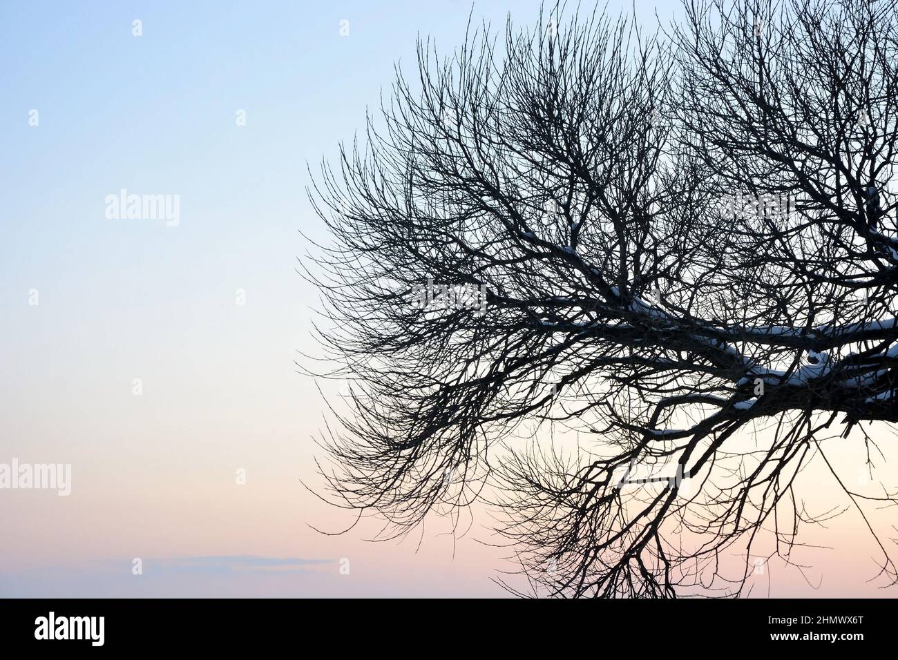 Piangendo l'albero di salice al tramonto. Stagione invernale in Russia Foto Stock