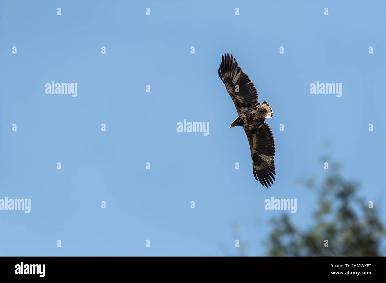 African Fish Eagle (Haliaeetus vocifer) Foto Stock