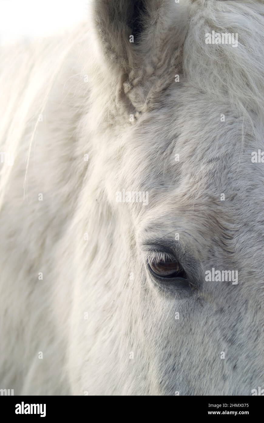 Primo piano sulla faccia di un cavallo bianco Foto Stock