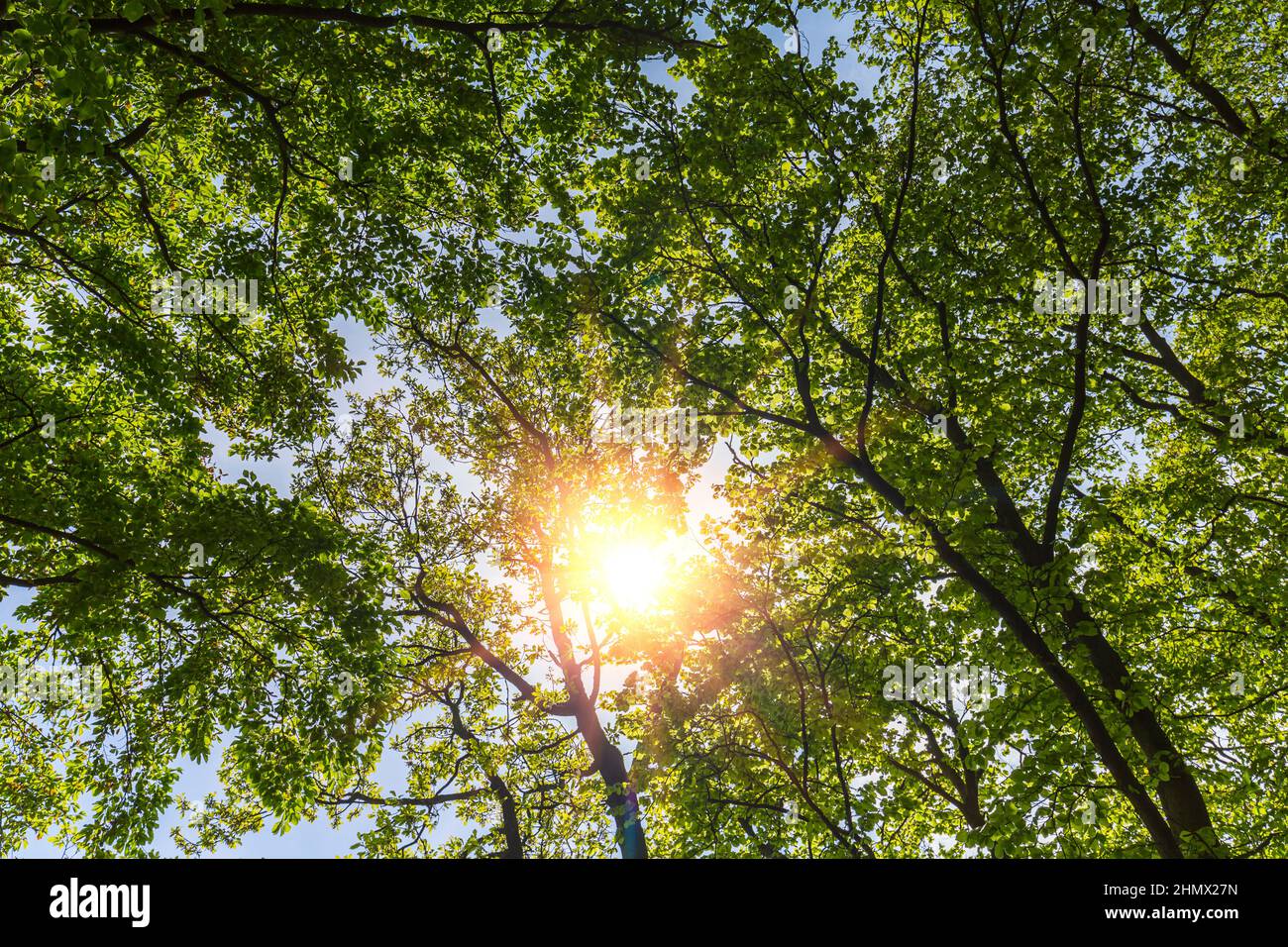 luce del sole che splende attraverso le cime degli alberi in srping Foto Stock