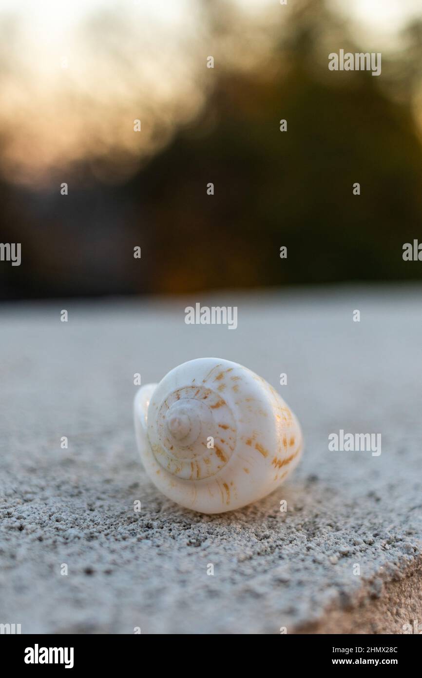 Primo piano della spirale bianca Seashell durante il tramonto in Israele Foto Stock