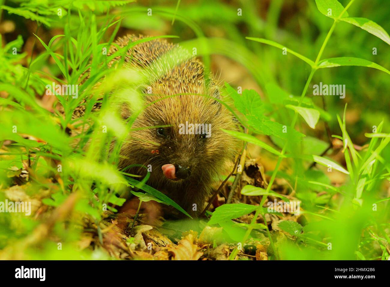 Hedgehog europeo (Erinaceus europaeus), Monti Bieszczady, Carpazi, Polonia. Foto Stock