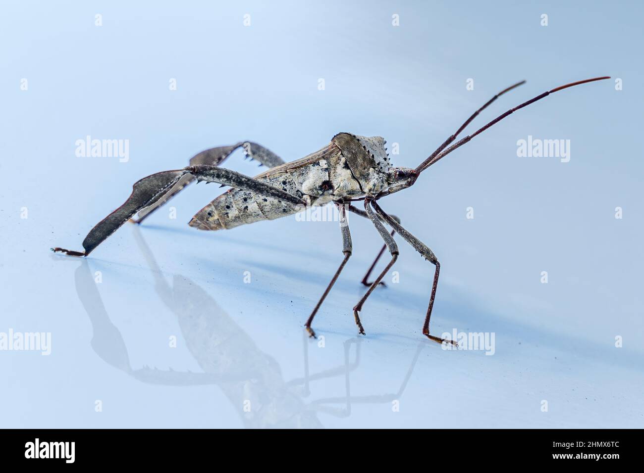 Bug con foglie (Acanthocephala declivis) su cofano auto riflettente - Ocala, Florida, USA Foto Stock