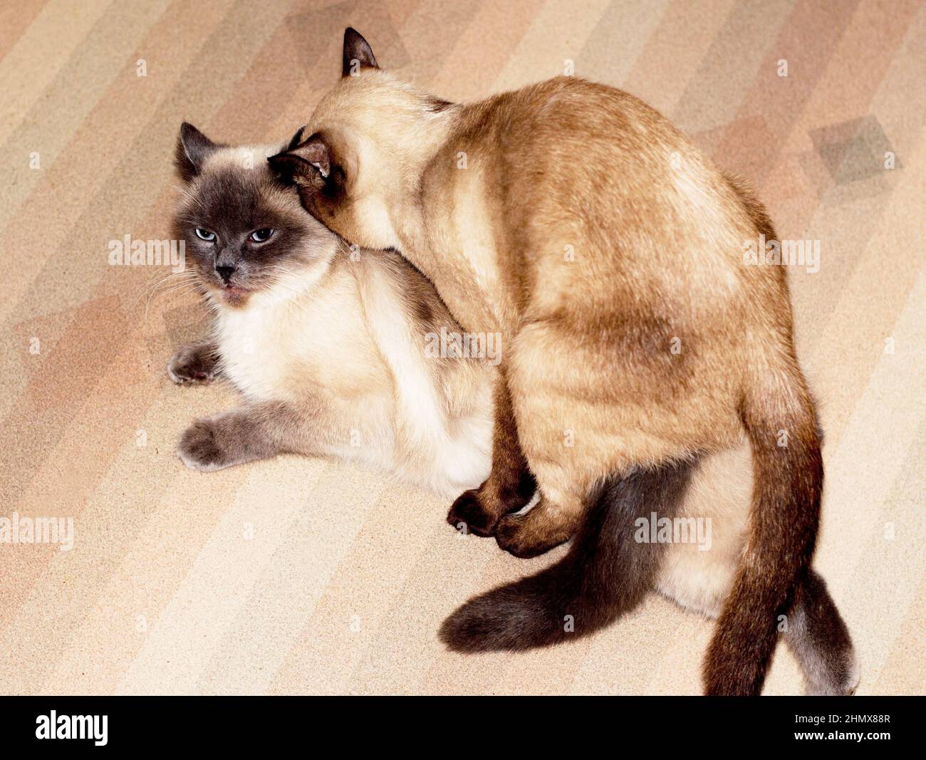 Siamese gatto e gatto accoppiamento, coppia - allevamento, bella nazionale purred gatti Foto Stock