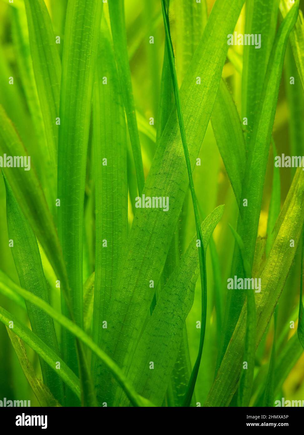 Dettaglio di una Vallisneria gigantea piante acquatiche d'acqua dolce in un serbatoio di pesce con sfondo sfocato - fuoco selettivo Foto Stock