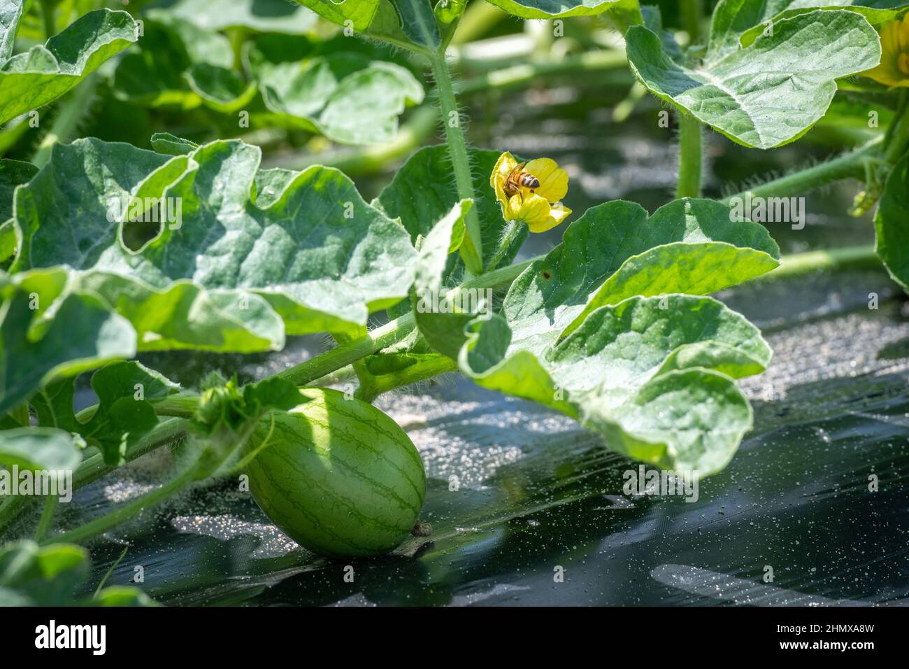 Un'ape impollinando un fiore di anguria Foto Stock